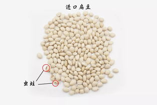 健脾消暑化湿，它才是夏天第一豆，老人小孩都能吃